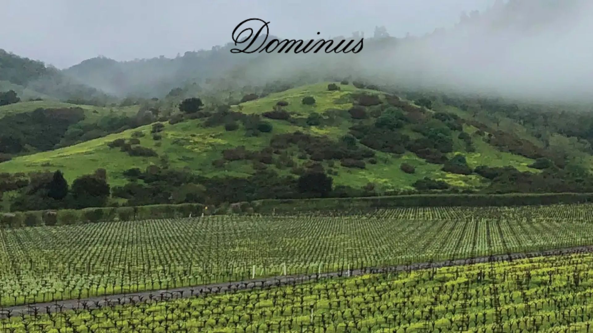 dominus estate winery